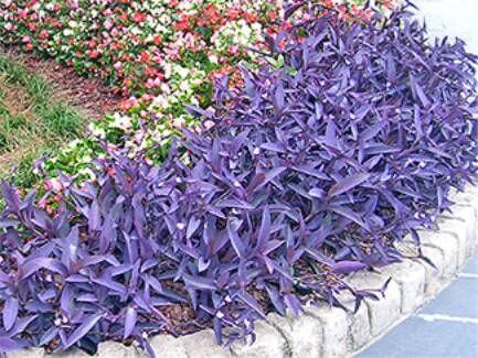 Drought Tolerant Plants for Dry Climates Like Texas with ...