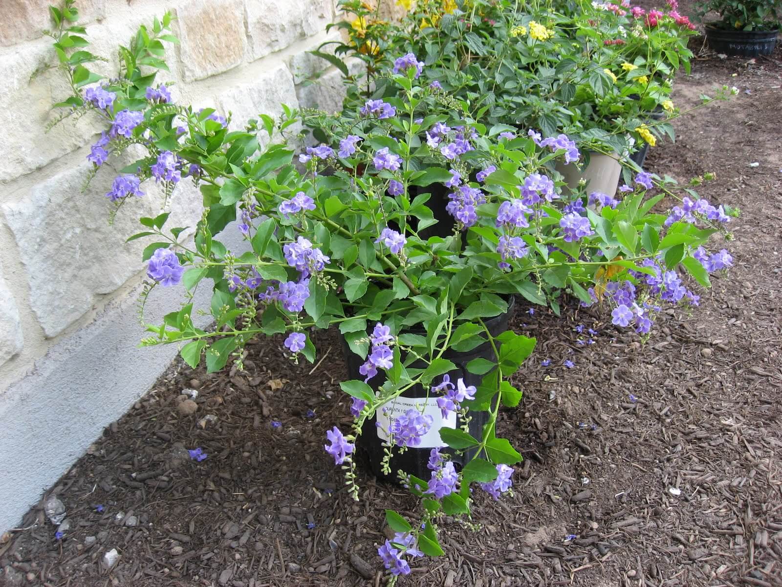 Drought Tolerant Plants for Dry Climates Like Texas with ...