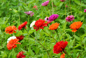 zinnias annual flowers