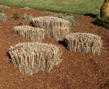 pruning ornamental grasses