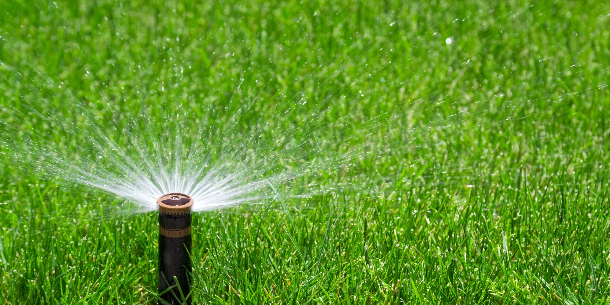 1000 water sprinkler lawn green grass Ryno Lawn Care LLC