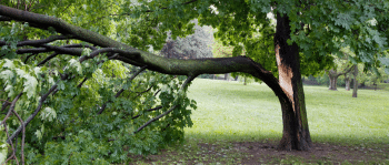 storm damaged tree-what equipment is needed for tree removal