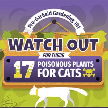 toxic plants for cats