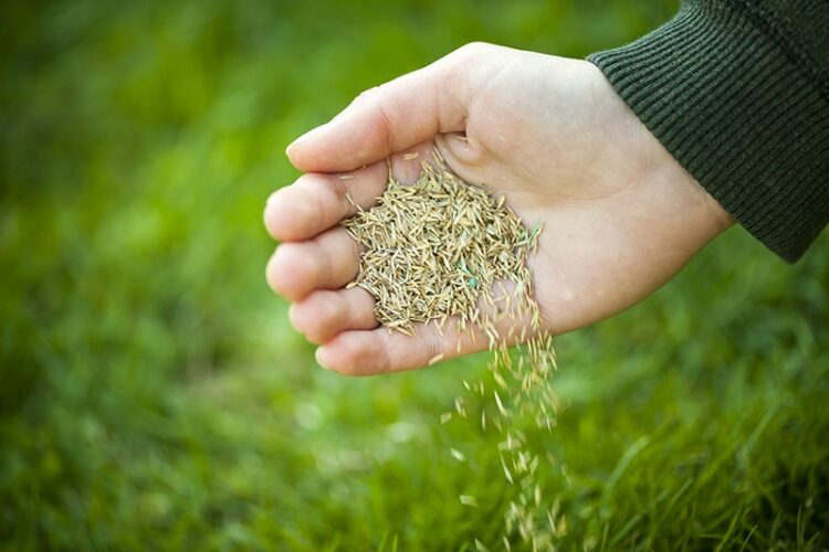 grass seedlings