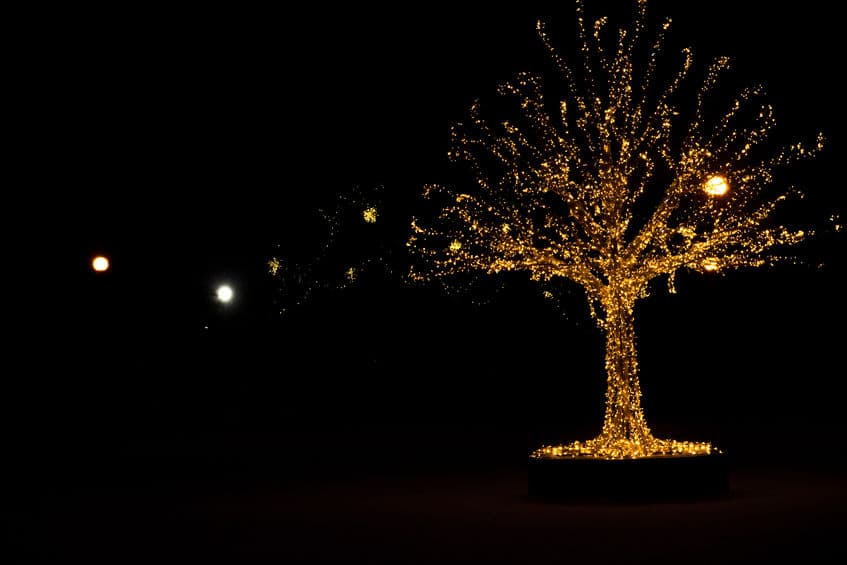large outdoor xmas tree lights