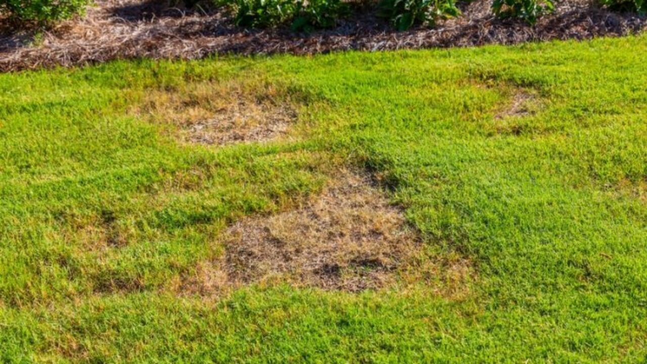 How To Treat Brown Patch In Zoysia Grass Step By Step Guide