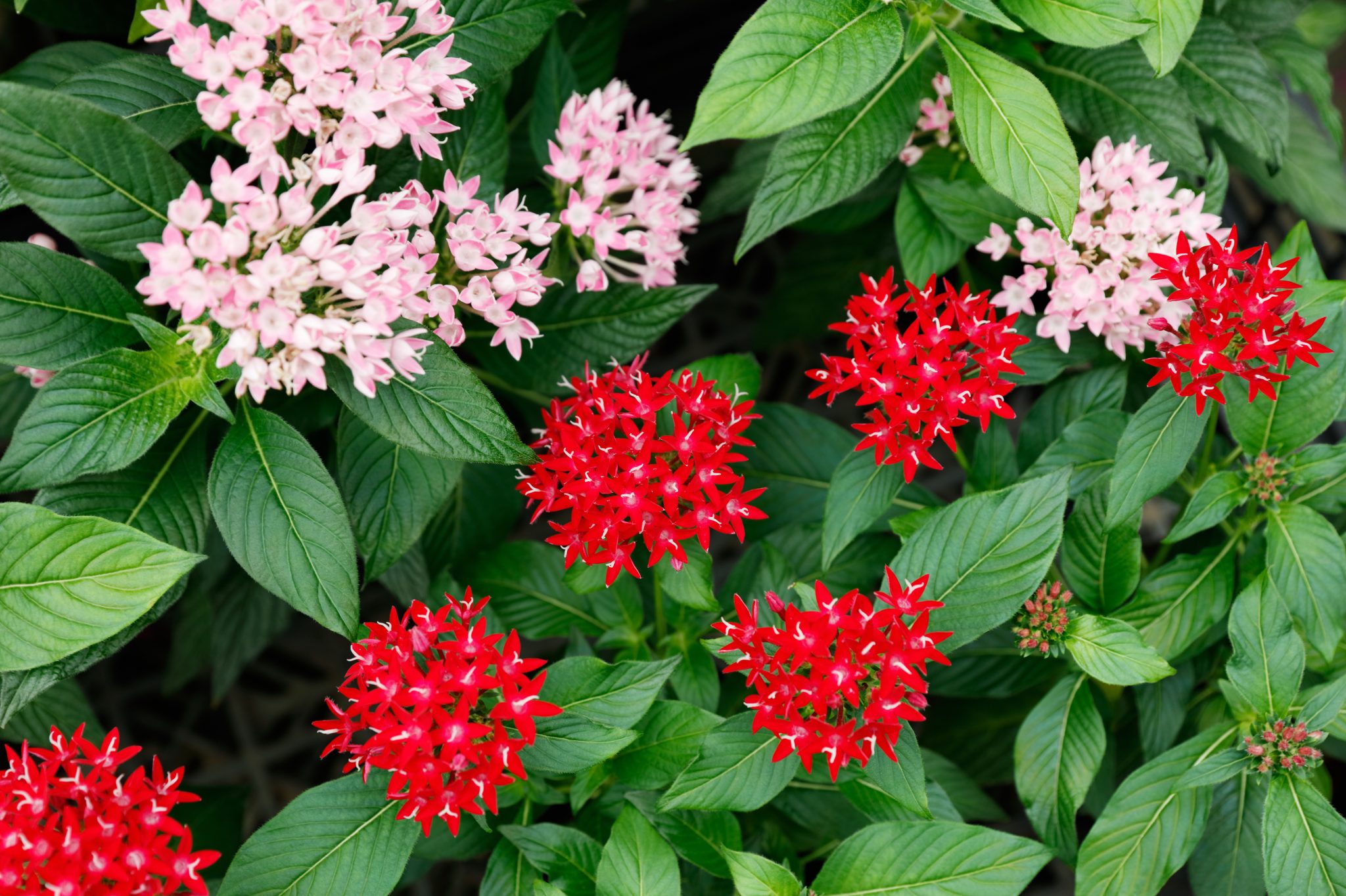 Are Pentas Toxic to Dogs? - Ryno Lawn Care, LLC