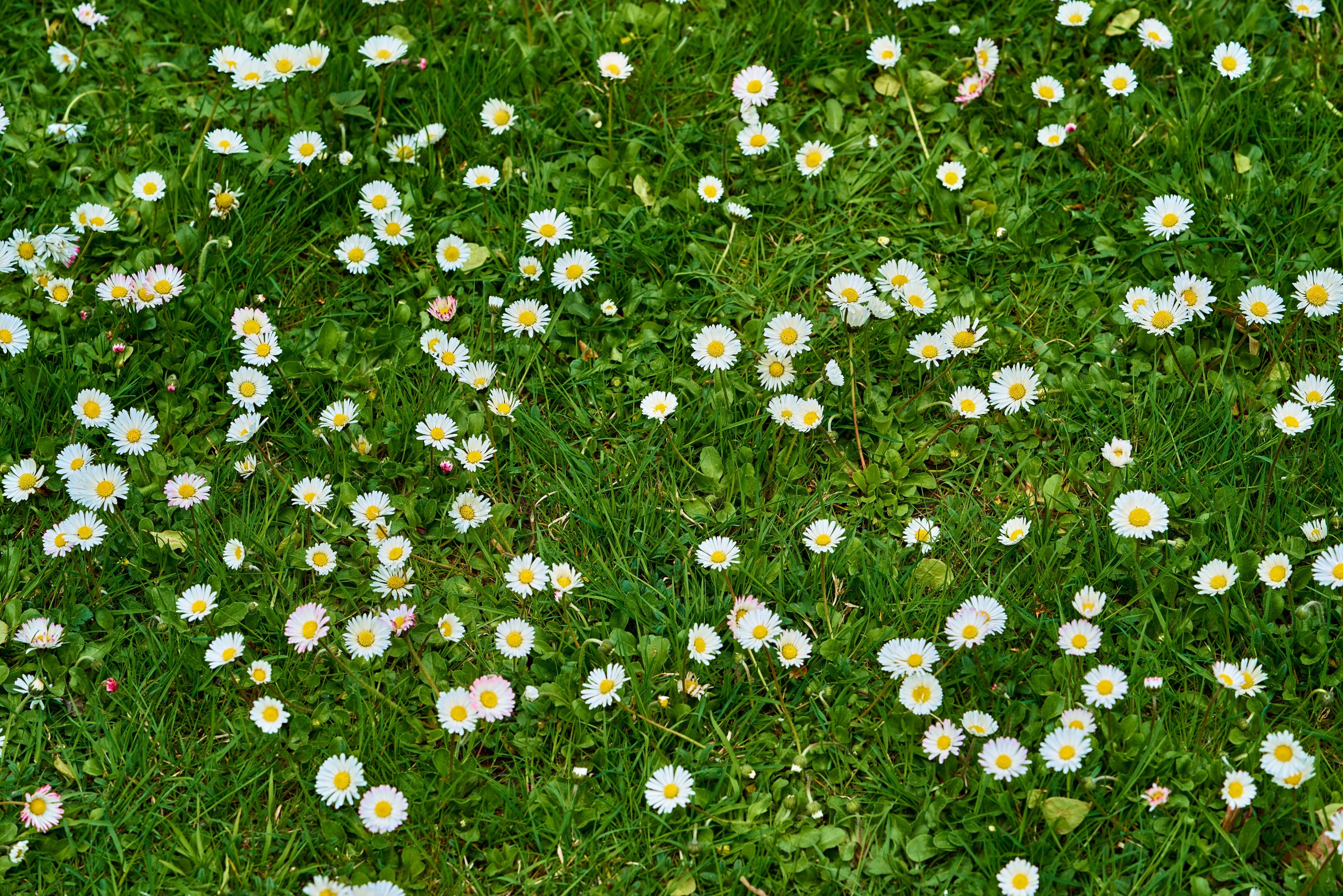 aster weed control