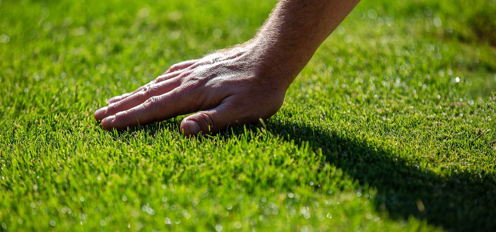 How and when to top dress a lawn