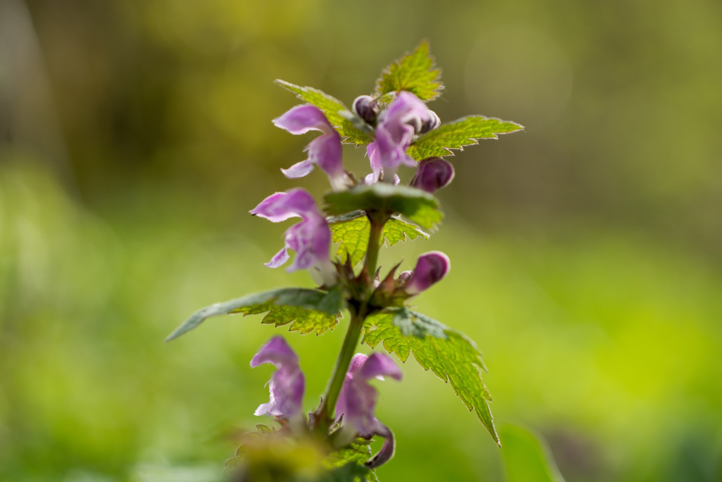 spring weeds