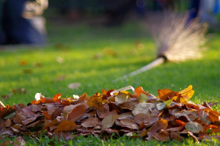 what to do to lawn in fall