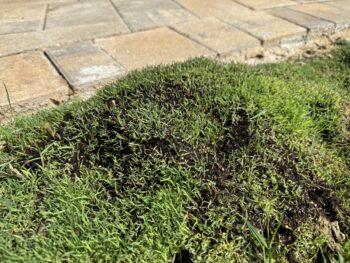 lawns and gardens coming out of dormancy