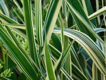 color guard yucca