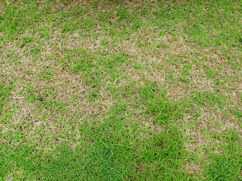 patchy lawn repair