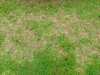 how to fix a heat stress in lawn