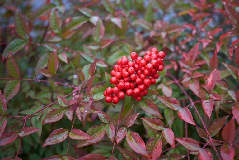 best drought resistant bushes for north texas