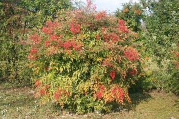 nandina