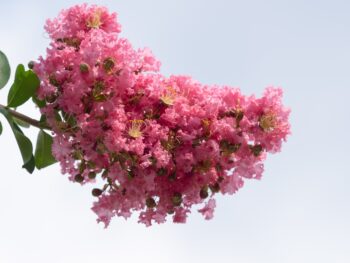 crepe myrtle blooms