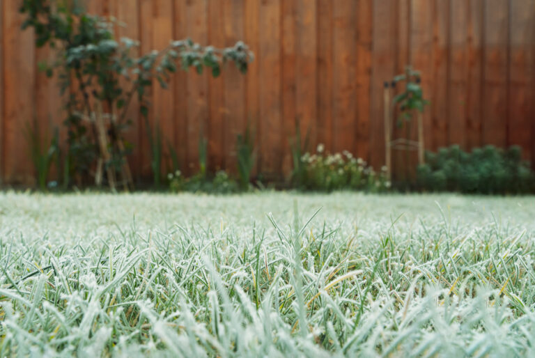 winter lawn care