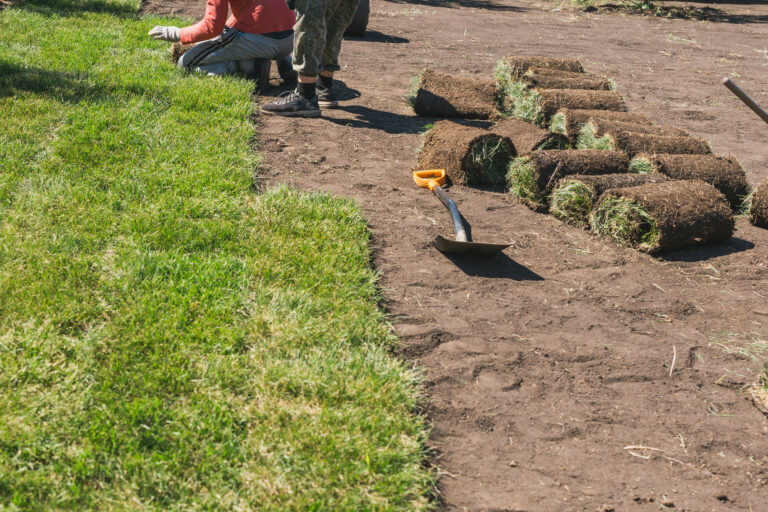 lantana sod install