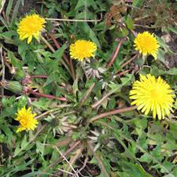 spring weeds-dandelion