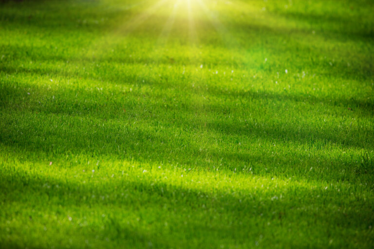 hand-pull weeds vs using herbicides