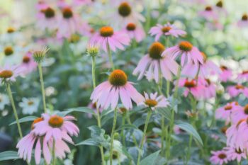 coneflowers