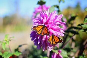 plants that attract monarch butterflies