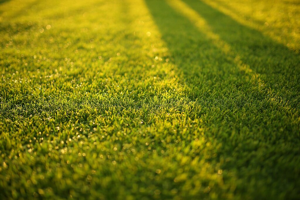 how to keep grass green in summer