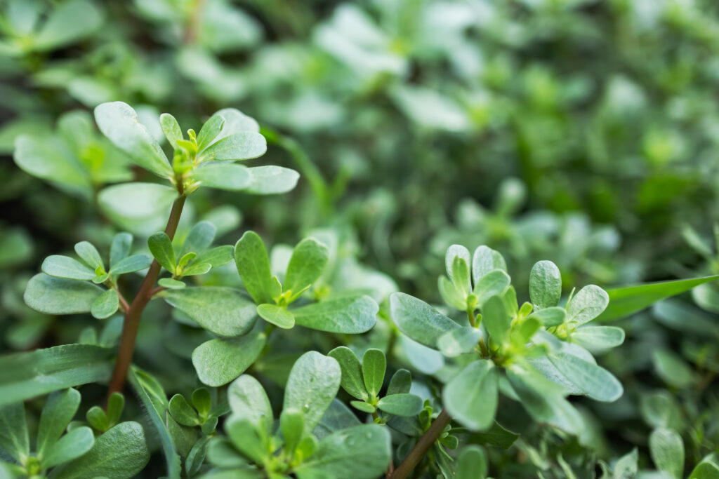 what kills purslane