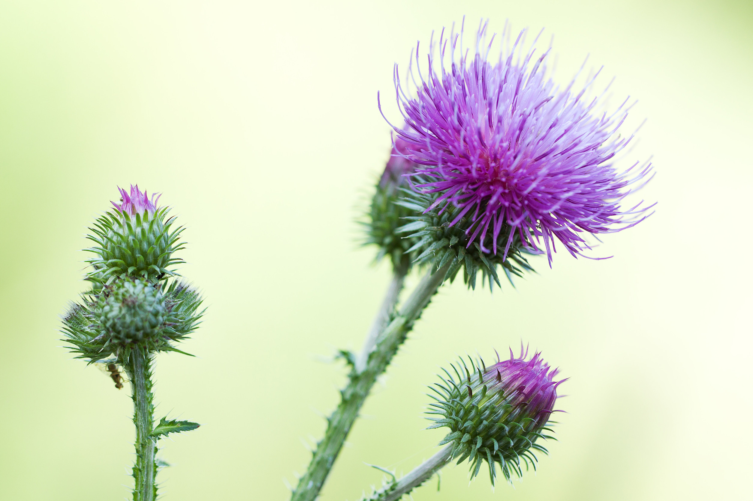 how to control thistle weeds