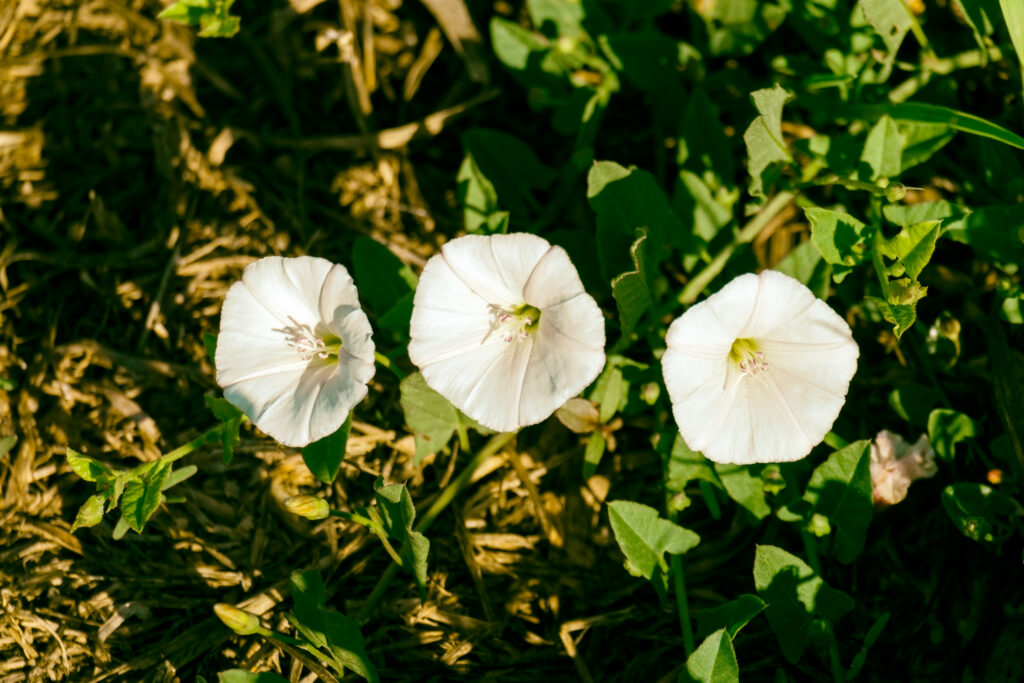 how to get rid of field bindweed