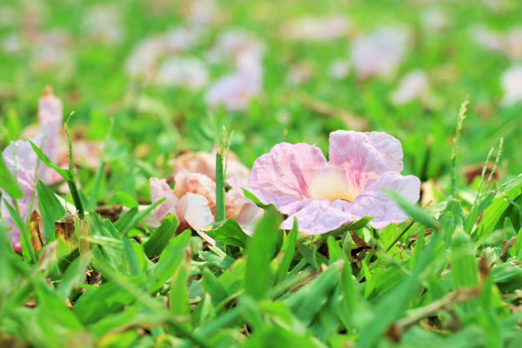 get rid of showy evening primrose