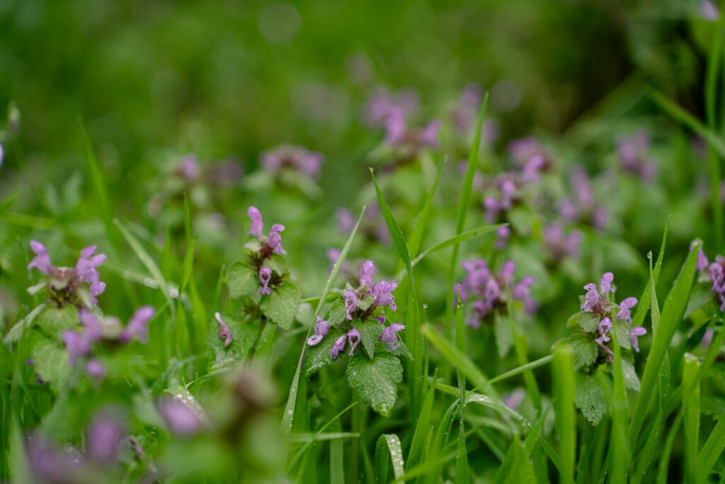 get rid of purple deadnettle