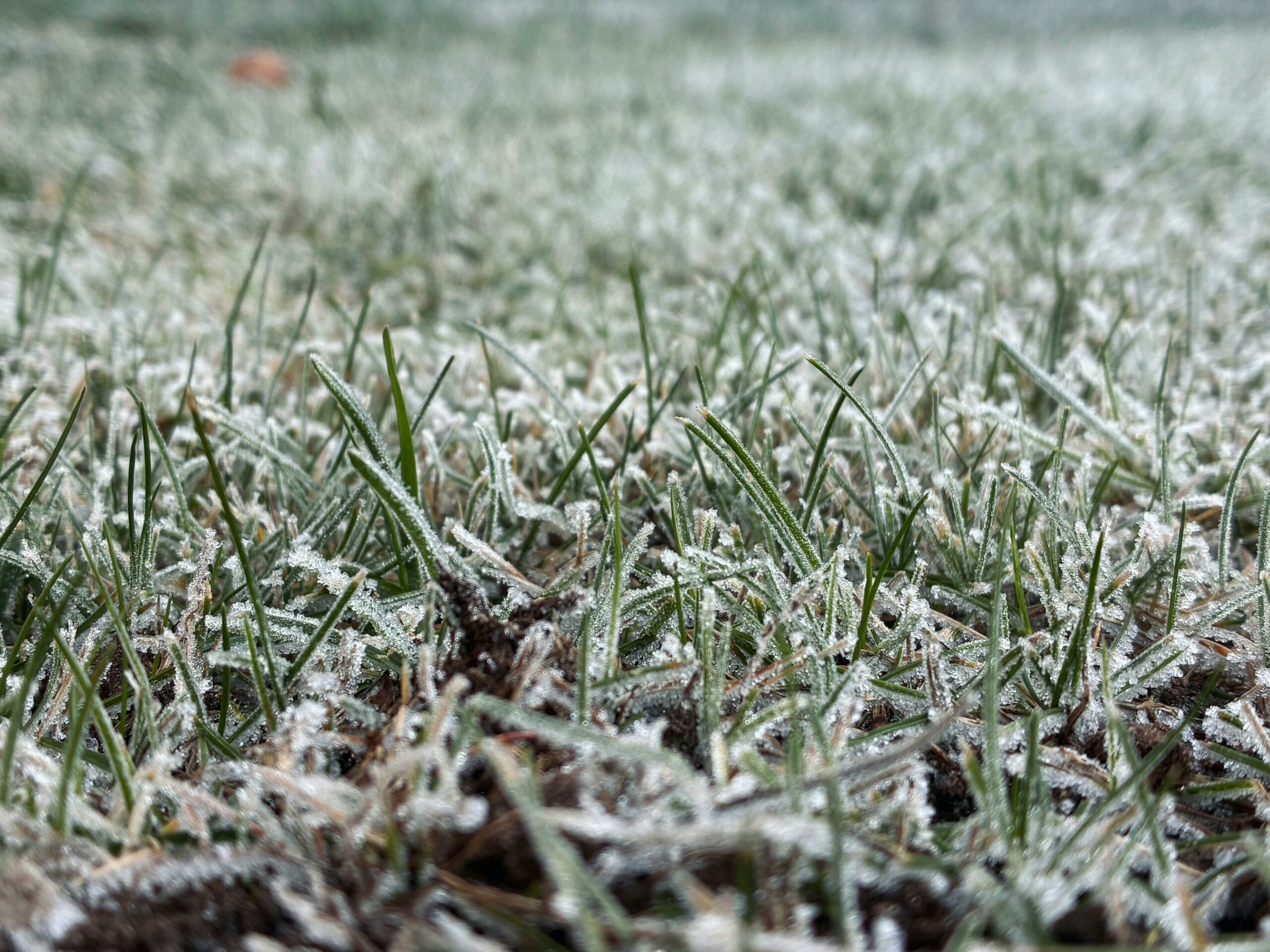 frost damage on lawn