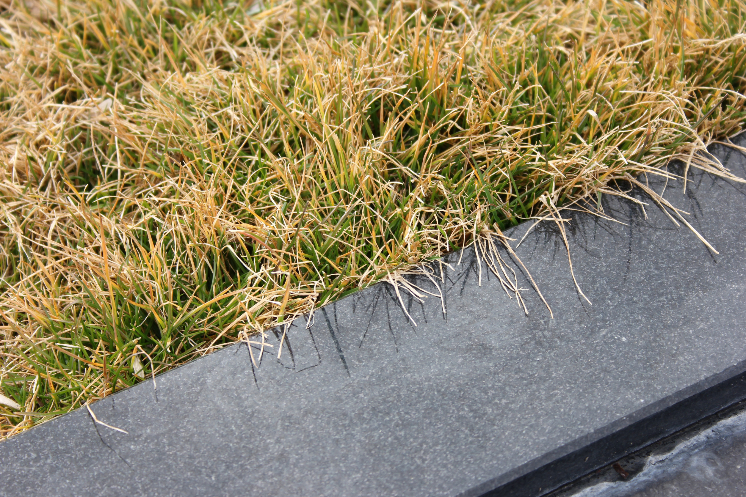 what does dormant grass look like