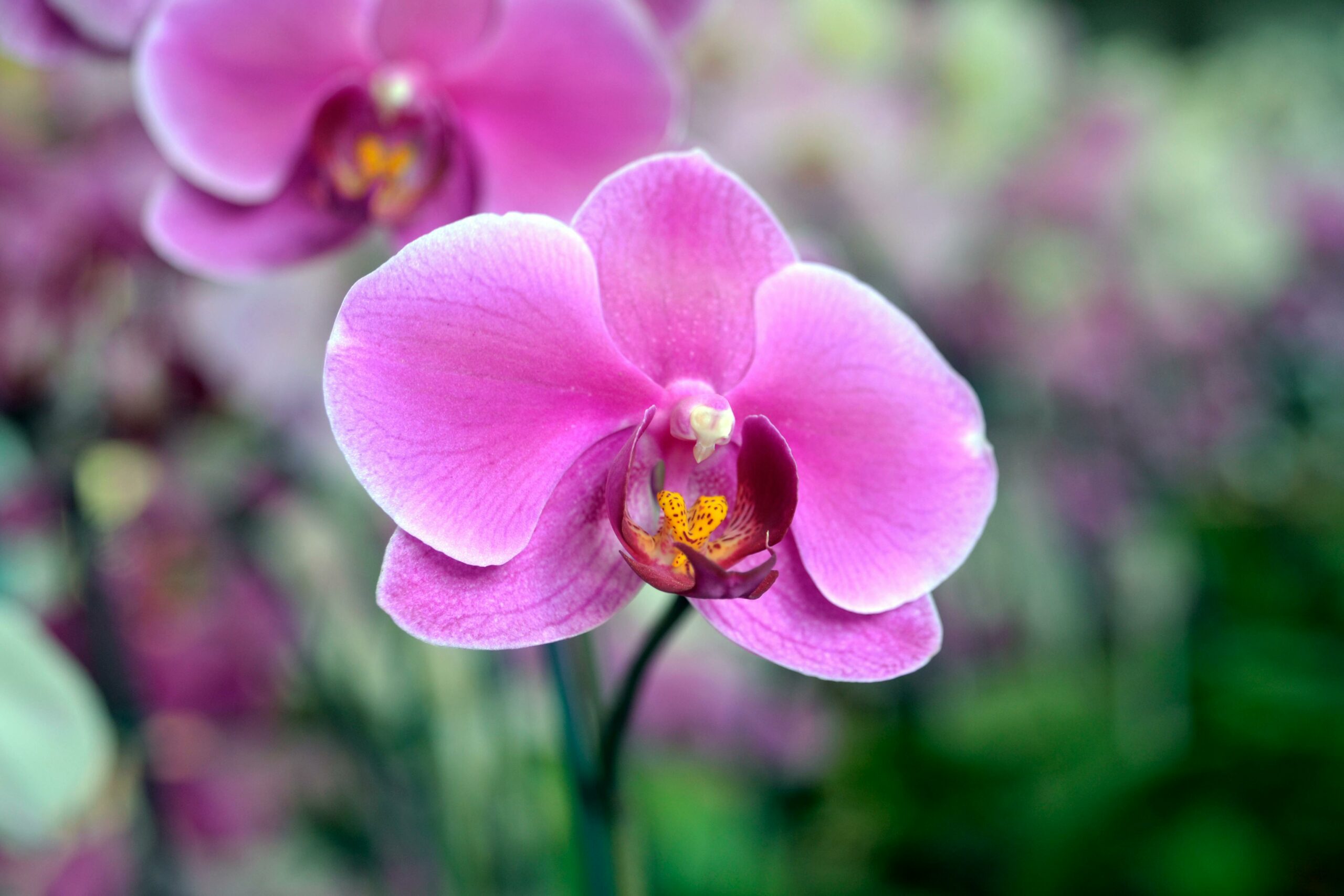 cover tender plants before a freeze